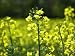 Wallmonkeys Peel and Stick Wall Decals - Mustard Flower - 24