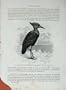 Cassell'S Birds C1870 Hammer-Head Ibis Tantalus Shadow