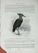 Cassell'S Birds C1870 Hammer-Head Ibis Tantalus Shadow