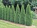 Arborvitae Trees in a Garden (Thuja Occidentalis Smaragd) Photographic Poster Print, 24x32