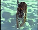 Gladiators Graveyard Discovered