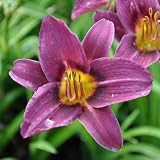 Hemerocallis 'Grape Magic'
