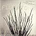 Floratone