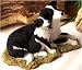Sherratt & Simpson - Border Collies