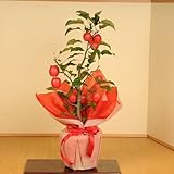 ギフトにおすすめ:長寿りんご*ラッピング付