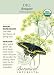 Dill Bouquet Certified Organic Heriloom Seeds 600 Seeds