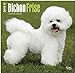 Bichon Frise 2015 Square 12x12 (Multilingual Edition)