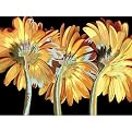 Bock Miami Blooms Canvas Giclee - 18x24"