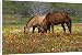 Canvas Prints of Quarter Horse in from Danita Delimont