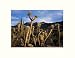 Arizona Highways Joshua Trees, Arrastra Wilderness