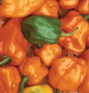 David's Non-Hybrid Organic Hot Pepper Habanero 30 Seeds per Packet