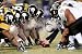 NFL Pittsburgh Steelers Steelers-Ravens Line of Scrimmage In Your Face Mural Wall Graphic