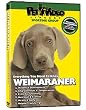 WEIMARANER DVD: + Dog & Puppy Training Bonus