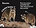 DK Readers Pre-Level 1: Nighttime Animals (DK Readers Level 1)