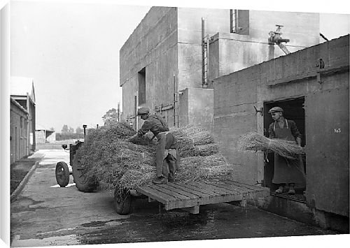 Canvas Prints of Flax Harvest from Country Life 
