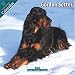 Gordon Setter 2010 Wall Calendar #10114-10