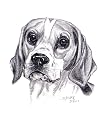 Original Beagle hand drawing