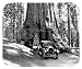 Yosemite National Park Mouse Pad