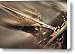 Vintage Chevrolet Hood Ornament in Motion Canvas Print / Canvas Art - Artist Douglas Barnard Vintage Chevrolet Hood Ornament in Motion Canvas Print / Canvas Art - Artist Douglas Barnard