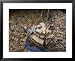 Indonesian Navy Sailors Load Boxes of Aid Bound for Banda Aceh into a Container Ship Framed Art Poster Print, 31x25