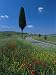 Wild Flowers and Cypress Tree Beside a Country Road Near Volterra, Tuscany, Italy, Europe Photographic Poster Print by Gavin Hellier, 12x16