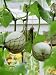 Large Round Green Melons Growing in Supporting Net Bags, in Late Summer Photographic ...