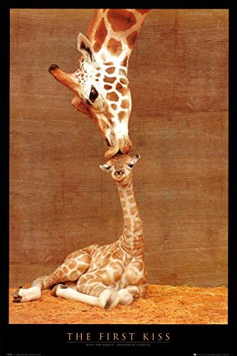 The First Kiss Poster 24 x 36in