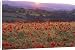 Canvas Prints of Sun illuminates rolling landscape of fields and woodland with foreground of from Ardea Wildlife Pets