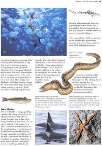 Illustrated World Encyclopedia of Marine Fish and Sea Creatu: A Natural History and Identification Guide to the Animal Life of the Deep Oceans, Open ... Estuaries, and Shorelines of the World