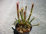 Carnivorous White Pitcher Plant (Sarracenia Leucophylla) 5 inch pot