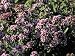 Close-Up of Oregano Flowers (Origanum Vulgare) Photographic Poster Print by C. Delu, 18x24