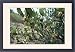 Framed Prints of Jojoba Beans On Bush from Ardea Wildlife Pets