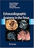 Echocardiographic Anatomy in the Fetus
