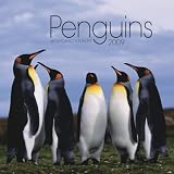 Penguins 2009 Calendar