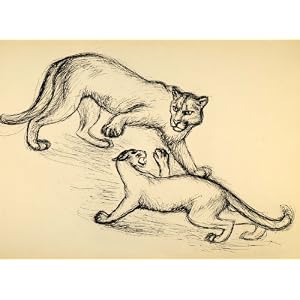 Mountain Lions