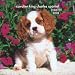 Cavalier King Charles Spaniel Puppies 2008 Mini Wall Calendar
