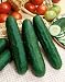 Fanfare Hybrid Cucumber Seeds - Cucumis Sativus - 0.5 Grams - Approx 20 Gardening See...