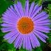 Wartburg Star Aster Tongolensis 4 Plants