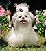 shih_tzu33shih tzu - Shih Tzu 2010 Hardcover Weekly Engagement