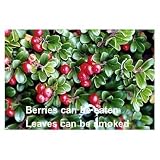Amazon / Hirts: Seed; Herb: Indian Tobacco 25 Seeds - Arctostaphylos uva-ursi