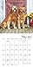 Golden Retrievers Wall Calendar (2017)