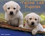 Just Yellow Lab Puppies 2009 Calendar (Just)