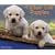 Just Yellow Lab Puppies 2009 Calendar