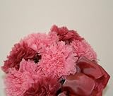 �yVita�z�v���U�[�u�h�E�J�[�l�[�V����(�t���[���G�o�[)�s���N�x�[�X