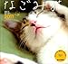 2011週めくり なごみ猫 (Yama-Kei Calendar 2011)