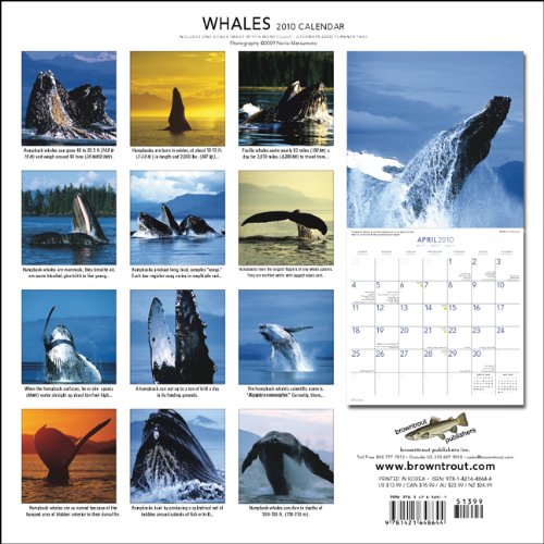 Whales Square 2010 Calendar