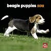 Beagle Puppies 2012 7X7 Mini Wall Calendar