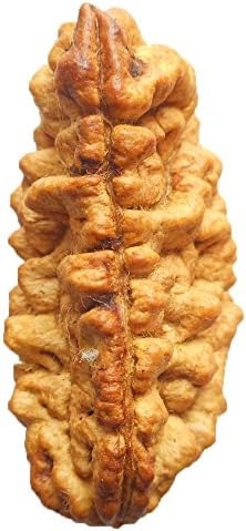 1 Mukhi Rudraksha India CERTIFIED 36.95mm | COLLECTOR 4.29gms One Face Rudraksh Bead