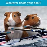 Guinea Pig Card - Guinea Pig Games - Whatever floats your boat?