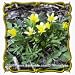 Early Buttercup (Ranunculus fascicularis) Jumbo Wildflower Seed Packet - 80 Seeds